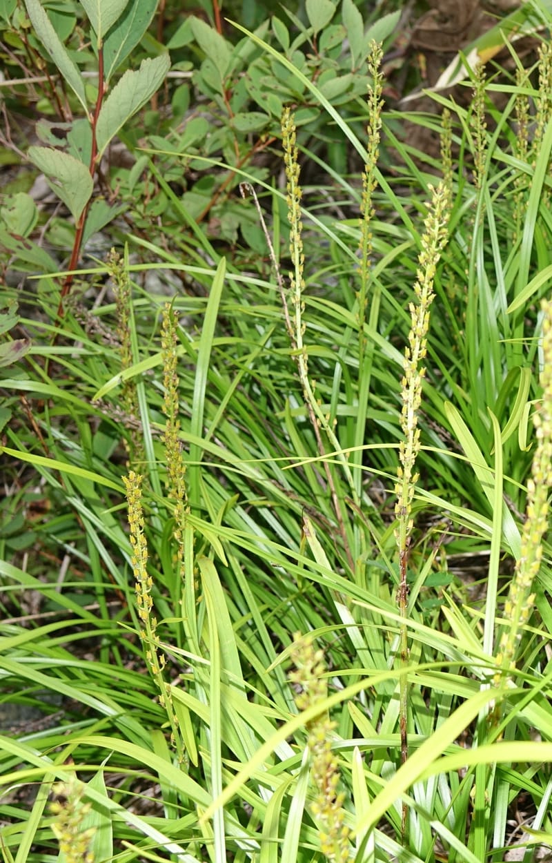 Japanolirion osense--Japan. Hokkaido. Teshio Exptl. For. 3 Aug 2016. DSC00757 (12).JPG