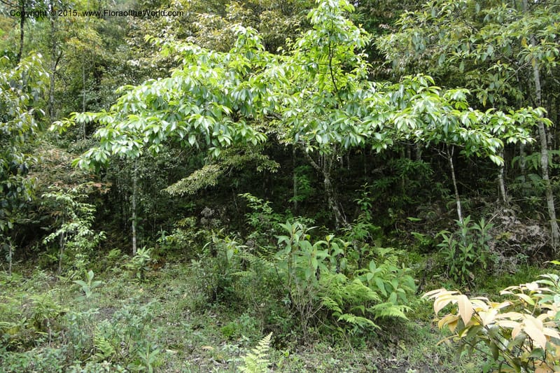Cornus, Regalado 1800--Viet Nam. Trail to Siu Chai Commune. 5 May 2011. 167 (4).jpg