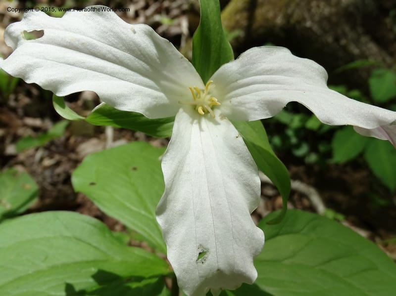 Trillium grandiflorum, Davidson, C 12998--North Carolina. Macon Co. Standing Indian. 14 May 2015. DSC05212 (217).JPG