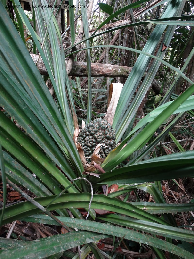 Pandanus occultus, Callmander, C 1183--Sabah. G. Silam. 1 Oct 2014. DSC00937 (218).JPG