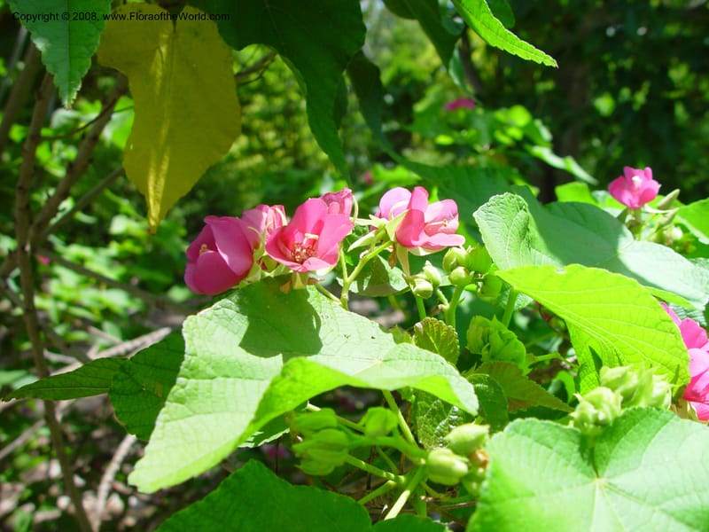 Dombeya rubifolia--FL. Fairchild Tropical Gard. 6 Apr 03. 202.jpg