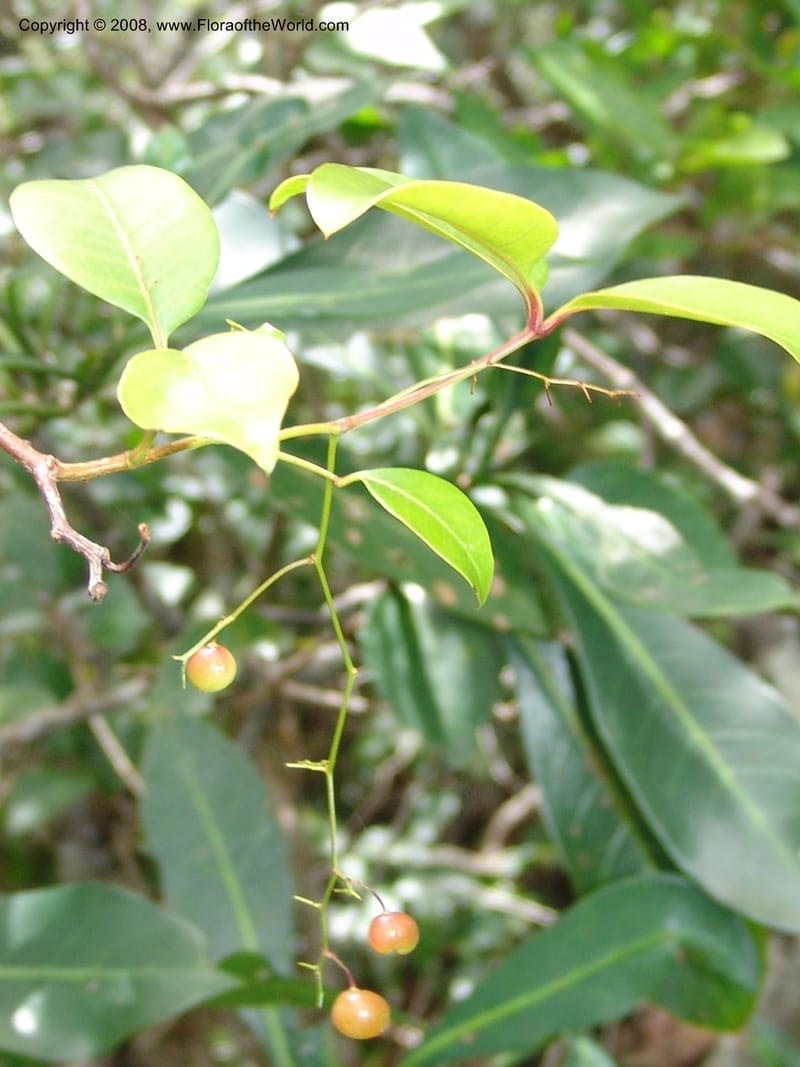 Rhus acocksii--So.Africa. E. Cape. Umtamvuna Nat. Res. 11 Mch 05. 422.jpg