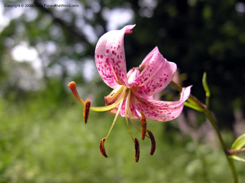 Lilium caucasicum--Georgia. Tbilisi. Central Bot. Gard. 12 Jul 05. By Otar Abdaladze. 005.jpg