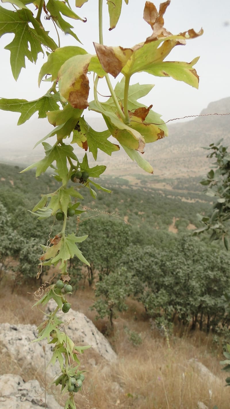 Bryonia, A. G. Miller 118.4--Iraq. Kurdistan. Shakh-i Pira Magun. 9 June 2010. 108 (13).jpg