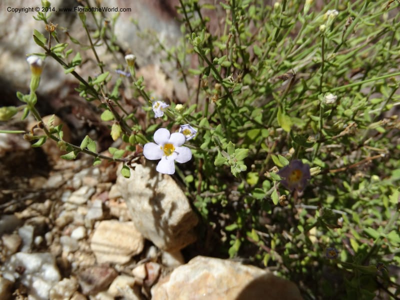 Sutera hispida, Davidson, C 12260--South Africa. Western Cape. Swartberg Pass Rd. 19 Jan 2014. DSC00537 (63).JPG