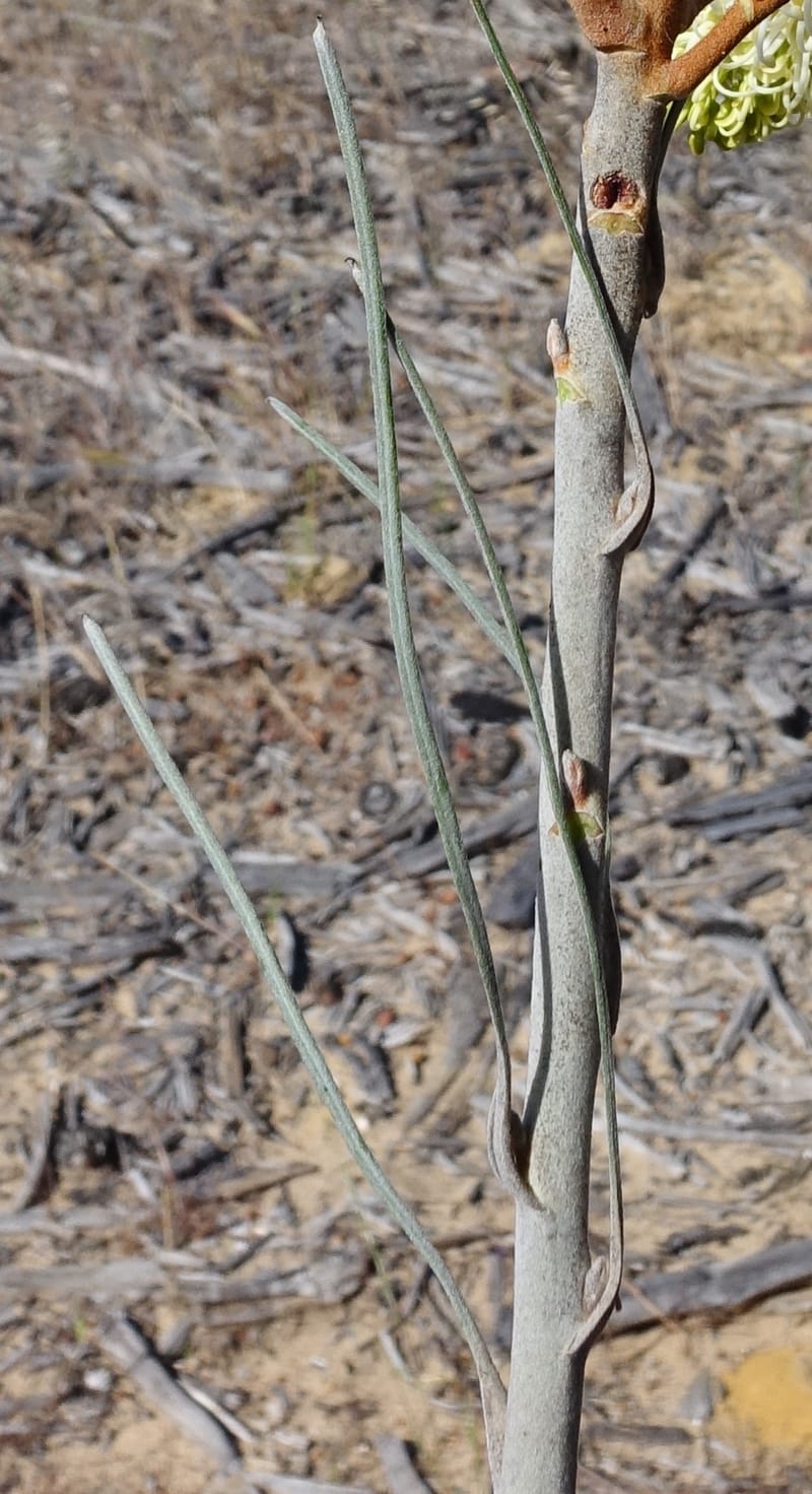 Grevillea leucopteris, Davidson, C 13440--Australia. W.A. Eneabba-Coolimba Rd. 24 Oct 2016. DSC05242 (81).JPG