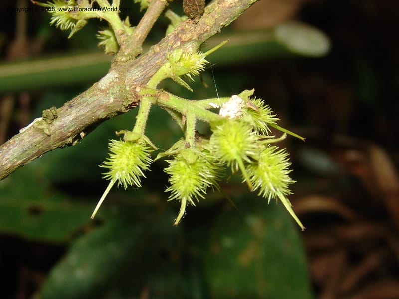 Sloania, RVasquez32999--Peru. Pillcopata. Qbda Pini Pini. 29 Oct 07. 606.jpg