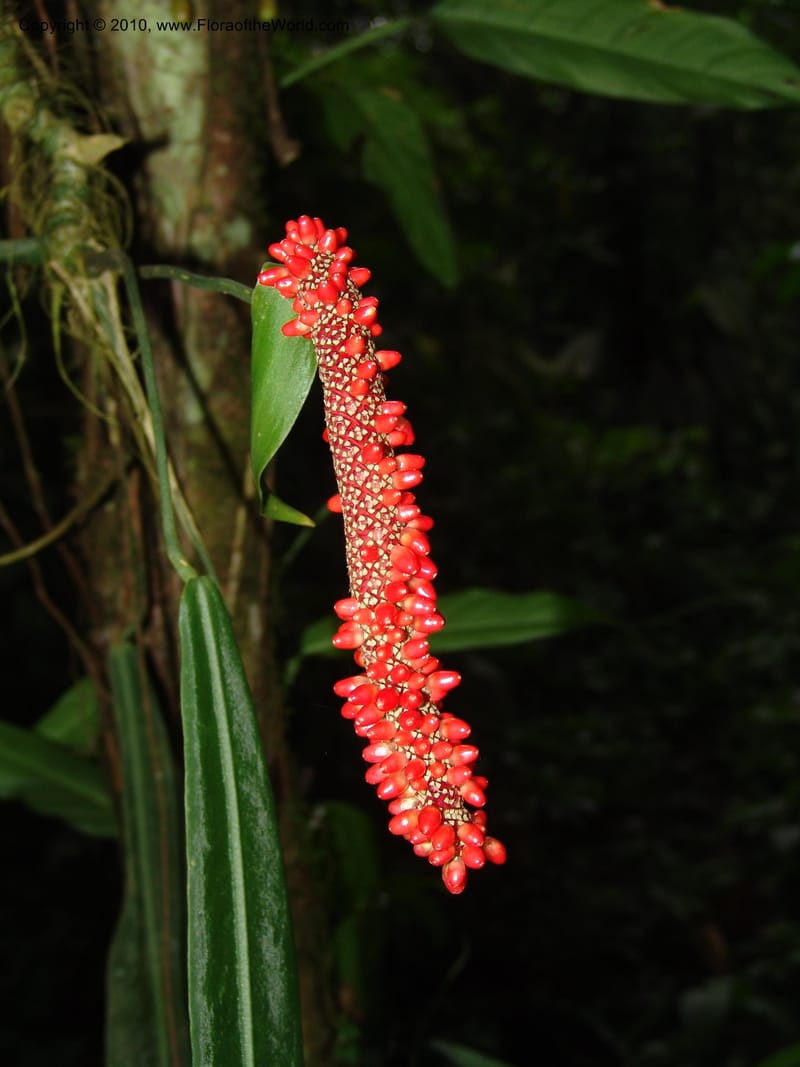 Anthurium pallidiflorum, Croat 96078--Ecuador. Edo. Los Rios. Cerro Samama, SW of Pita. 18 Mar 06. 350 (2).jpg