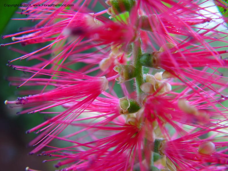 Callistemon viminalis--CA. UCLA. Mathias Bot. Gard. 13 Feb 03. 013.jpg