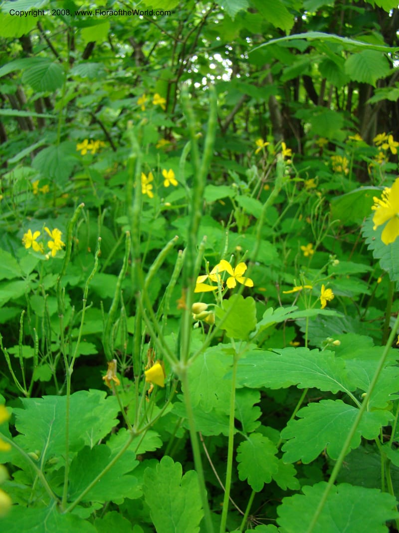 Slovenia. 3 km S of Kozina. 17 May 08. 213.jpg