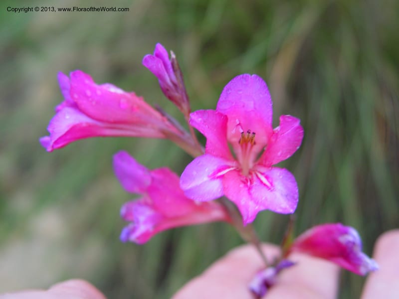 Gladiolus illyricus--Spain. Almeria Prv. Ca 5 km S on AL140. 15 Apr 04. 010 (4).jpg
