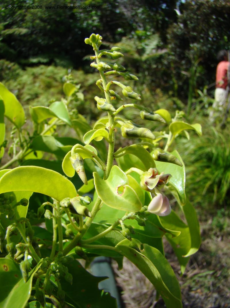 Agatea rufotomentosa, JMunzinger4707--New Caledonia. Mandjelia. 13 Nov 07. 128.jpg