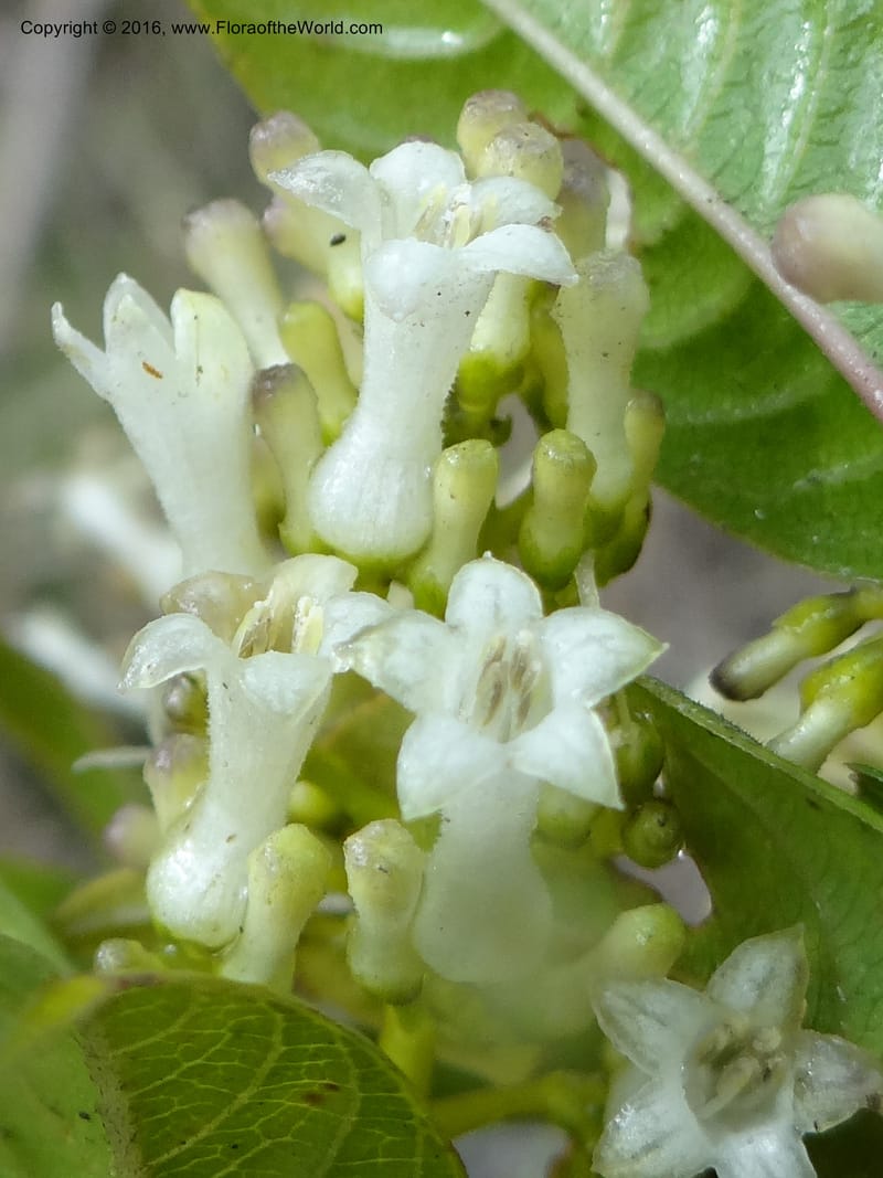 Psychotria, Ulloa, C 2246--Ecuador. Loja. El Tiro. 27 Sep 2012. DSC04675 (100).JPG