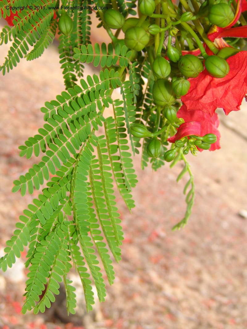 Delonix regia, ROR1560--Madag. Prov. Antsir. Orangea For. Pres. 9 Nov 06. 220 (2).jpg