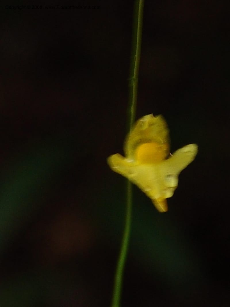 Utricularia subulata, GWalters1646--Gabon. Prv. Estuaire. Mondah For. 16 Apr 06. 095.jpg