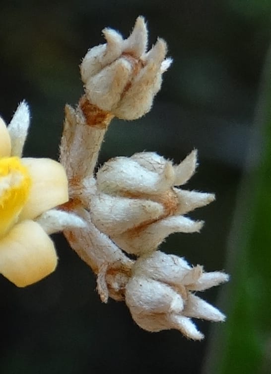 Argophyllum, Lowry, P 7423--New Caledonia. PinPin. 20 Nov 2015. DSC03938 (90).JPG
