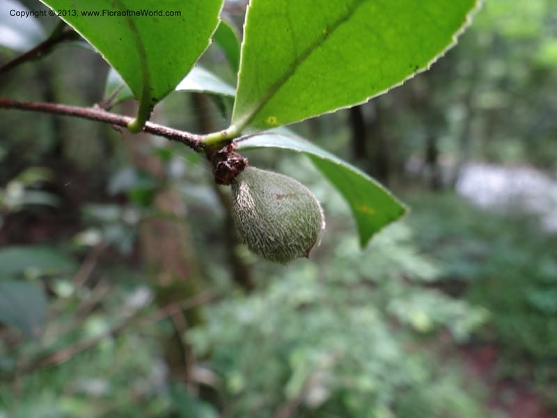 Camellia oleifera, Davidson, C 11952--China. Zhejiang Priv. Tian Mu Shan. 31 May 2012. DSC00927 (67).JPG