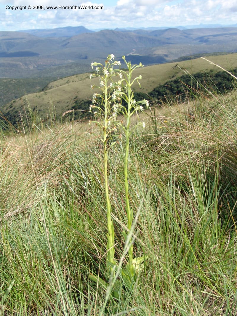 Habenaria falciformis--So.Africa. E. Cape. Waringham Farm, Quanti Area, Stut. 8 Mch 05. 085.jpg
