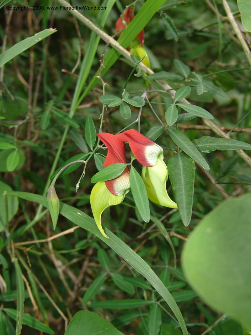 Crotalaria, not coll.--Madag. Prov. Fianar. Parc Nat. Isalo. 12 Jan 06. 308.jpg
