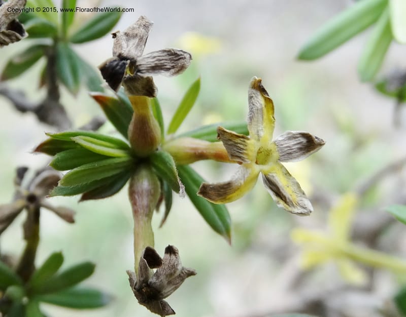 Wikstroemia, Boufford, D 43598--China. Sichuan. Yonghe Village. 6 May 2014. DSC04110 (51).JPG