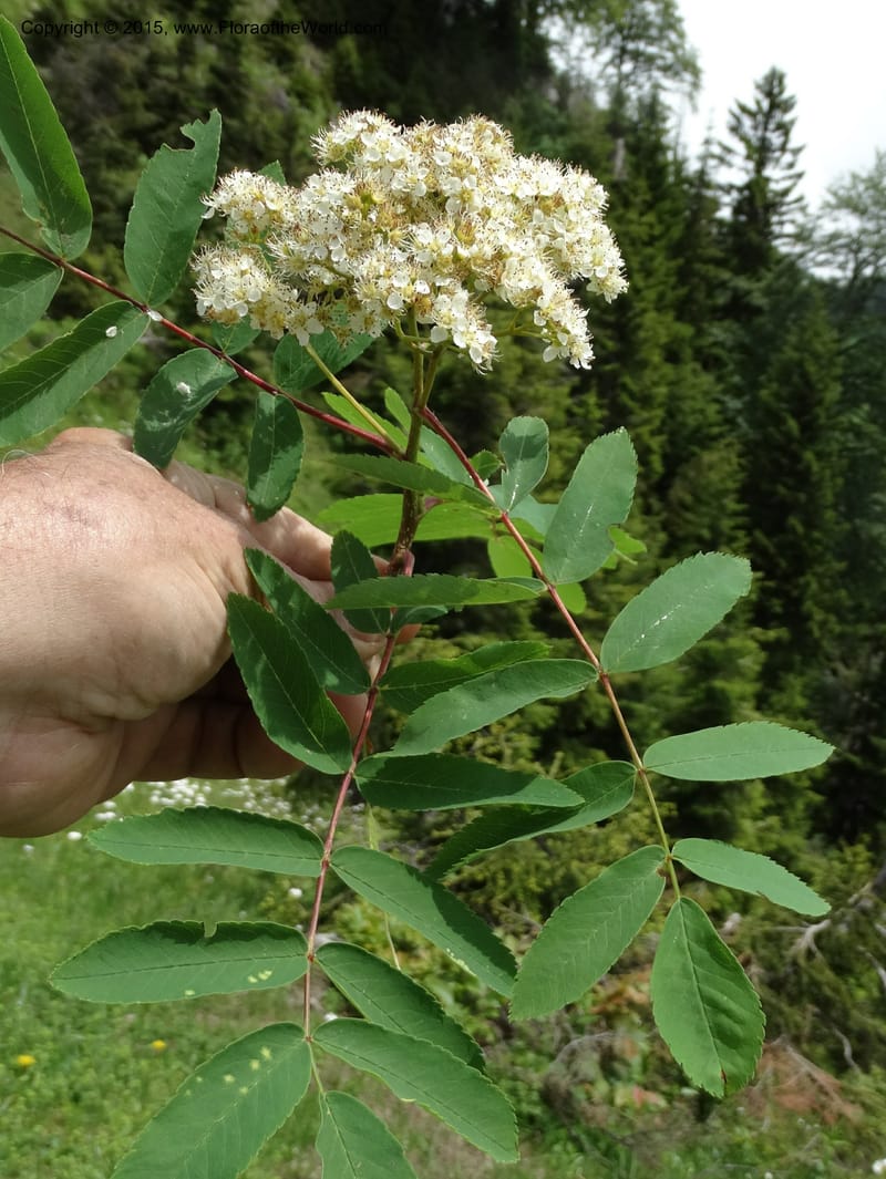 Sorbus aucuparia, Davidson, C 12484--Georgia (Caucasus). Koslitavi, branch of Merisi Gorge. 11 Jun 2014. DSC08456 (254).JPG