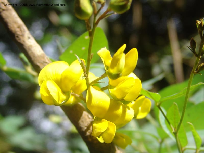 Argyrolobium tomentosum--So.Africa. Mpumal. Moodie Mts.  18 Mch 05. 462.jpg