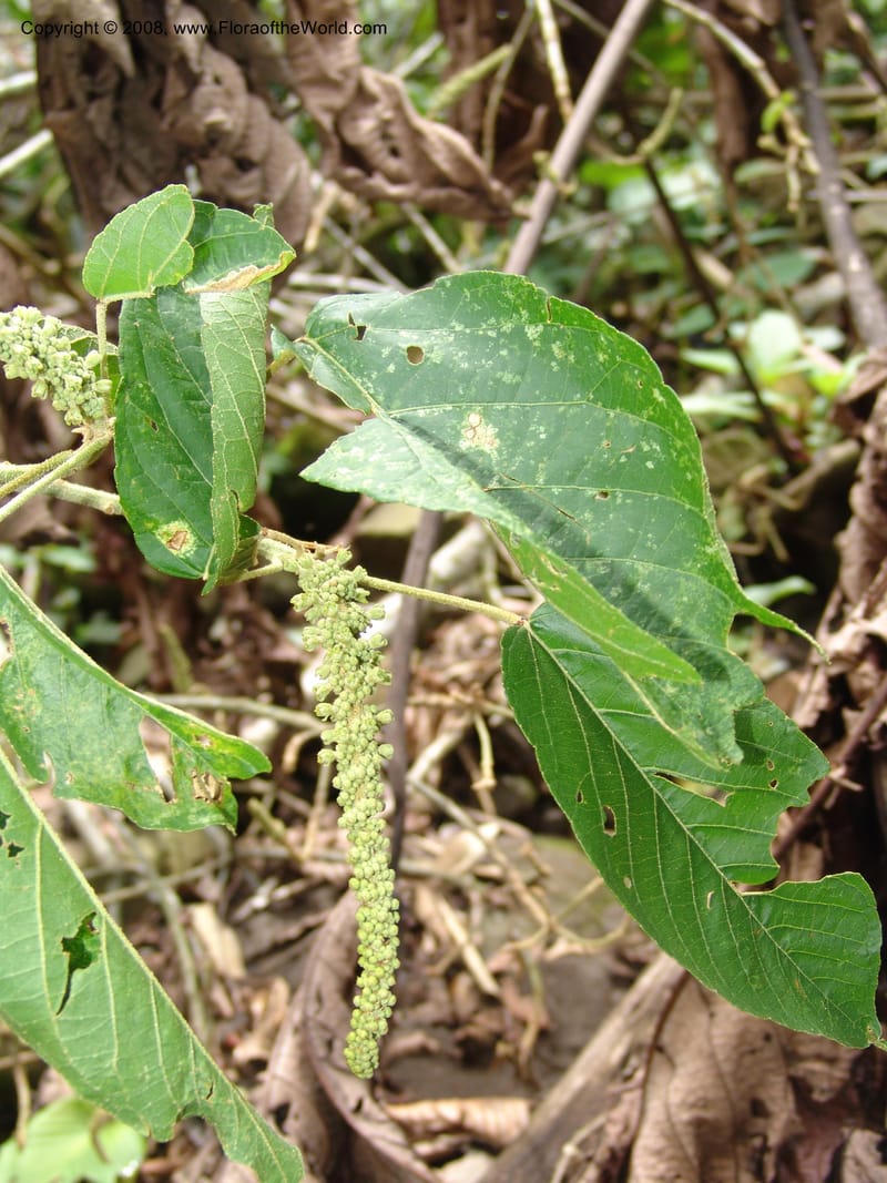 Croton, RVasquez32971--Peru. Pillcopata. Qbda Pini Pini. 29 Oct 07. 200.jpg