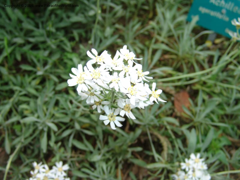 Achillea ageratifolia--France. Paris. Jardin des Plantes. 28 Apr 05. 114.jpg