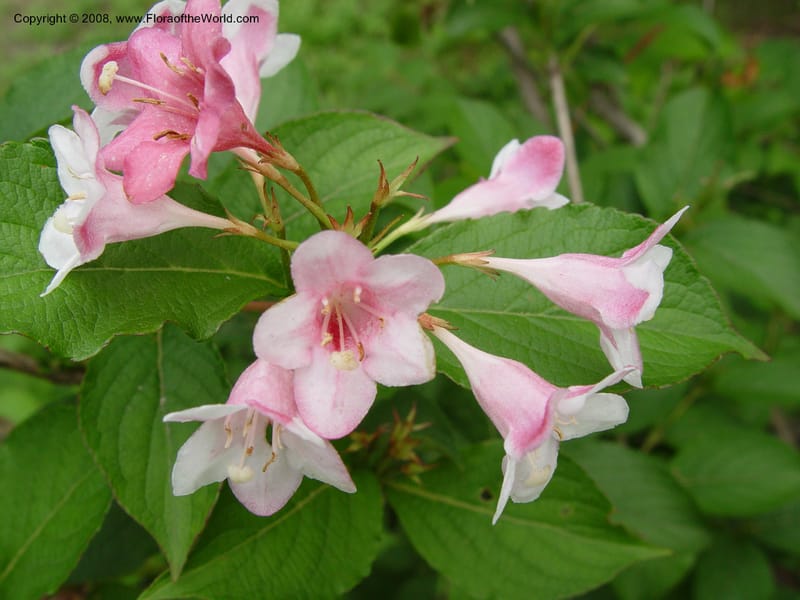 Weigela florida--MA. Arnold Arb. 30 Jun 03. 083.jpg