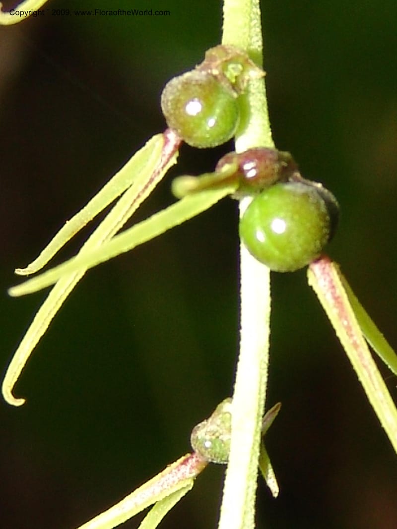 Alchornea, DNeill15916--Ecuador. Prv. Zam. Ch. C del Condor. Wawaime plot. 22 Sep 07. 411.jpg