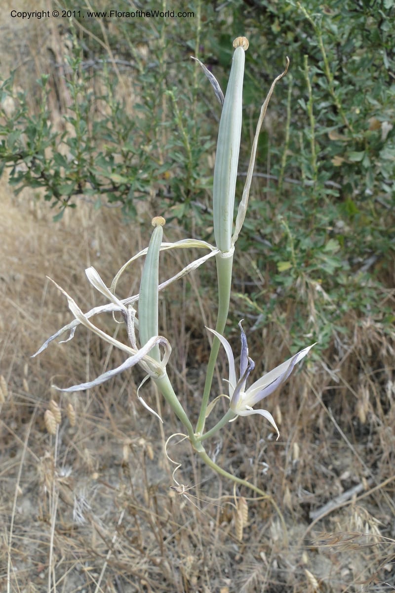 Calochortus macrocarpus, Davidson, C 11891--Idaho. Ada Co. Boise Foothills. 12 Jul 2011. 013 (10).jpg
