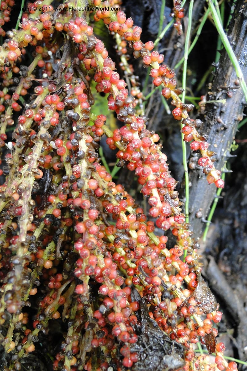 Gunnera brephogea, Ulloa 2180--Ecuador. Pichincha. Reserva Yanacocha. 11 Jun 2011. 311 (36).jpg
