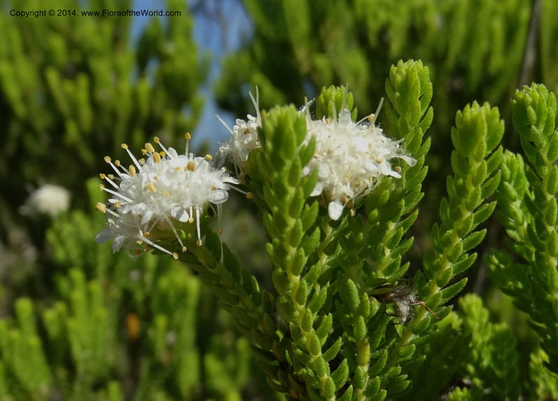 Agathosma collina, Davidson, C 12301--South Africa. Western Cape. De Hoop Nature Res. 22 Jan 2014. DSC01681 (103).JPG