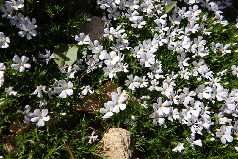 Phlox caespitosa, C. Davidson 13842--ID. Shoshone Co. Freezeout Rd. FR 301. 10 Jul 2018. DSC06582 (395).JPG