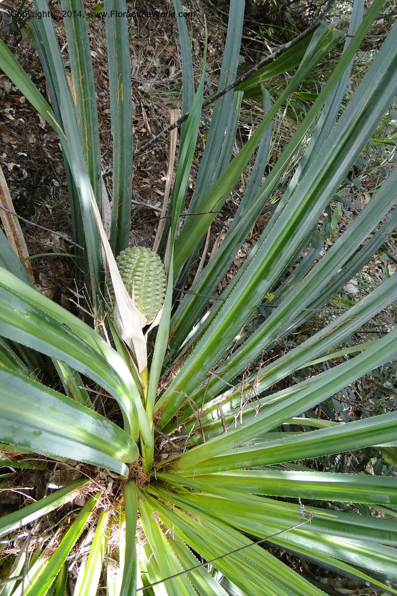 Pandanus decumbens, M. Callmander 978--New Caledonia. Mine St. Louis Boulinda. 18 Feb 2011. 052 (9).jpg
