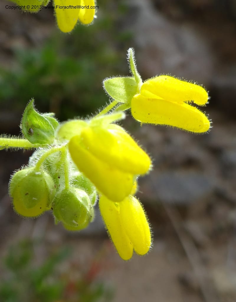 Calceolaria, WDS 34221--Chile. Cta 115. 11.5 km W of La Laguna. 22 Feb 2013. DSC02736 (39).JPG