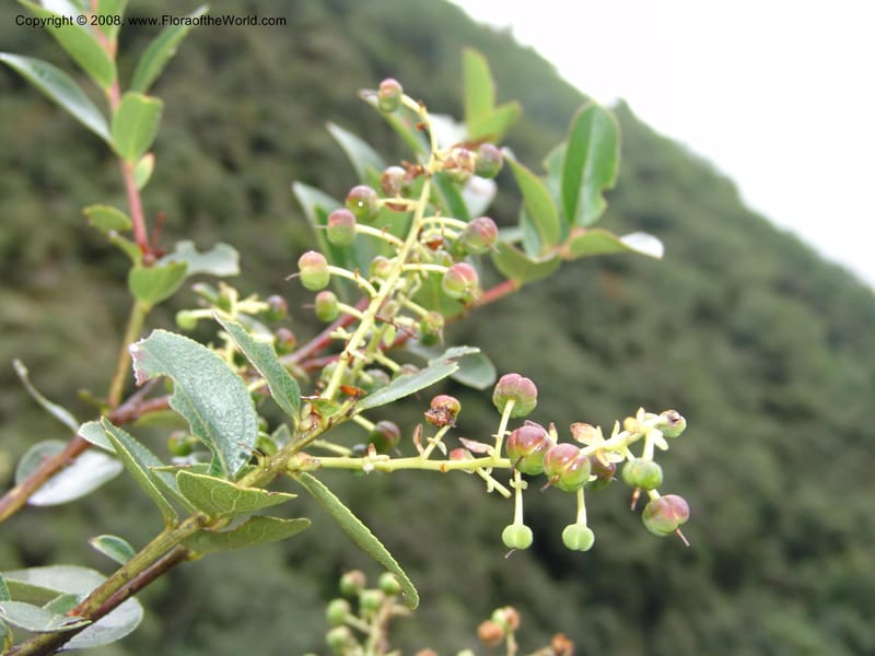 Gaultheria, RVasquez32926--Peru. Prv Pauctb. Rd to Manu NP. 28 Oct 07. 212.jpg