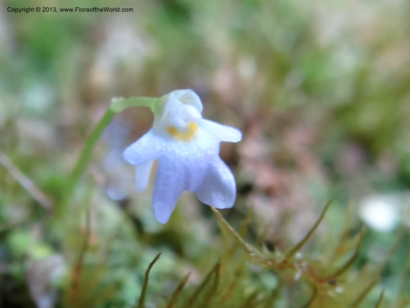 Utricularia, VC 5533--Thailand. Chiang Mai Prov. Doi Pha Hom Pok Nat. Park. 10 Nov 2012. DSC08349 (147).JPG