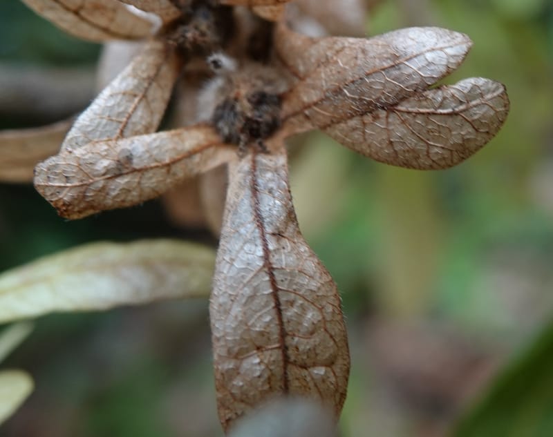 Engelhardia serrata, D. Boufford 44146--China. Yunnan. Along G213. 4 May 2018. DSC02084 (109).JPG