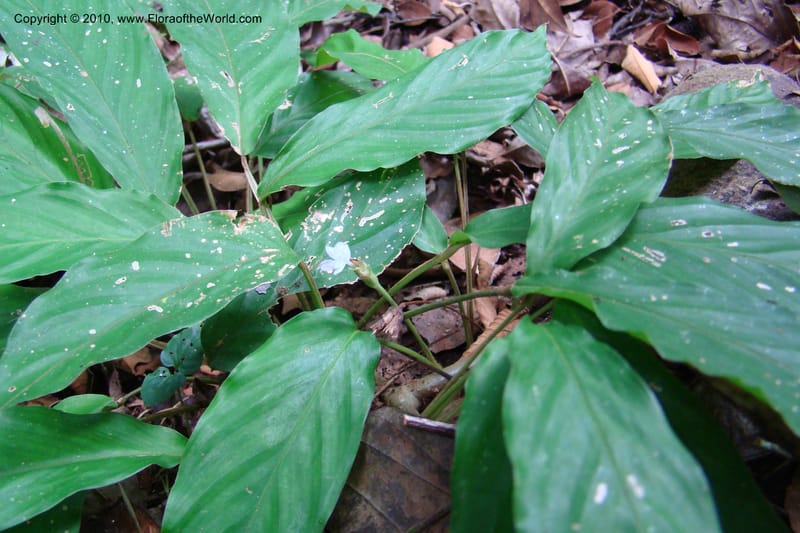 Calathea, R. Vasquez 34624--Peru. Loreto. Dist. Nauta. Pac. Samiria. Rio Yanayacu. 7 Nov 08. 259 (5).jpg