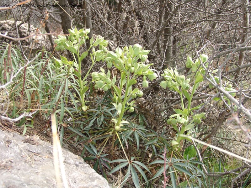 Helleborus foetidus--Spain. Granada. Km 28, Hwy A395. Fuente de d. Manuel. 20 Apr 05. 001.jpg