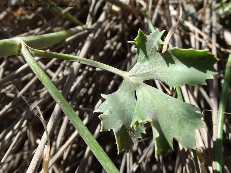 Asteriscium chilensis, Davidson, C 12819--Chile. Ruta J-55 east of Talca. 27 Nov 2014. DSC08479 (76).JPG