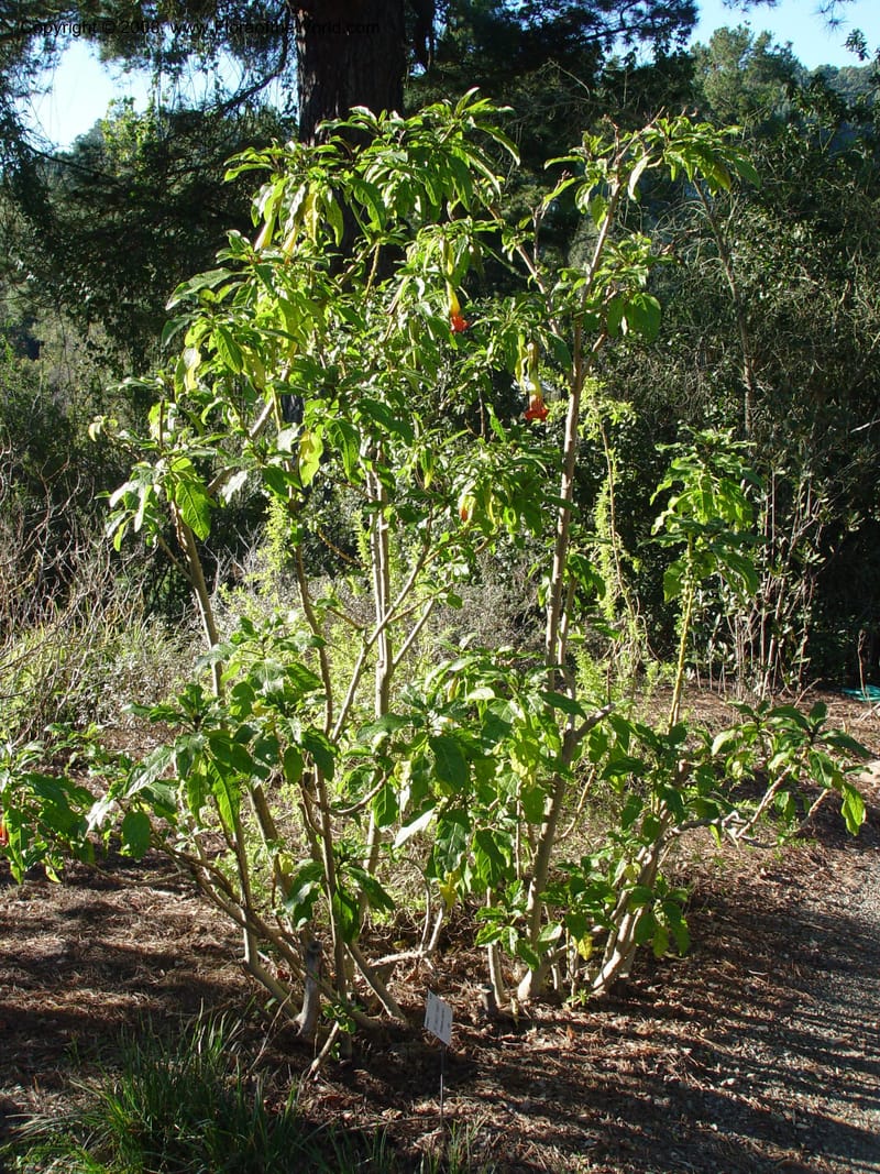 Brugmannsia sanguinea, 46.1222--CA. UC Berkeley Bot. Gard. 10 Feb 03. 137.jpg
