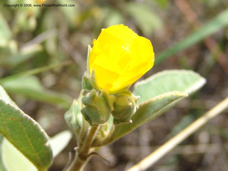 Melhania acuminata--So.Africa. Mpumal. twd Rietfontein. 16 Mch 05. 423.jpg