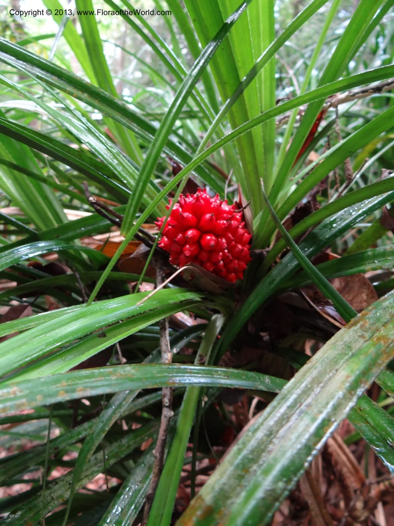 Pandanus platystigma, Callmander 1001--Sarawak.. Bot. Res. Center, Semengoh. 26 Mar 2012. DSC05403 (11).JPG