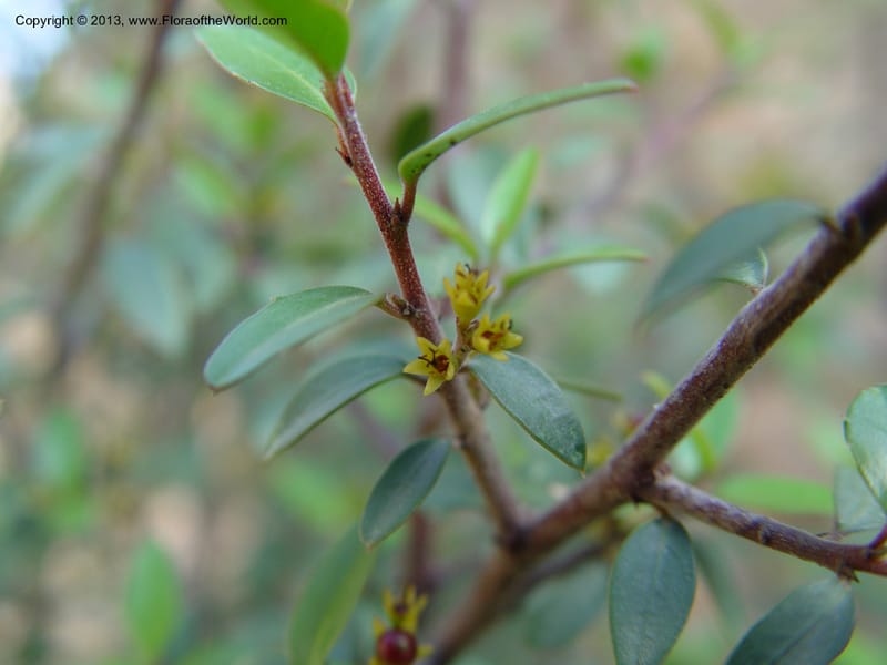 Rhamnus alaternus--Spain. Andalucia. E of Orgiva. Barranco de los Lobos. 1 (42).jpg