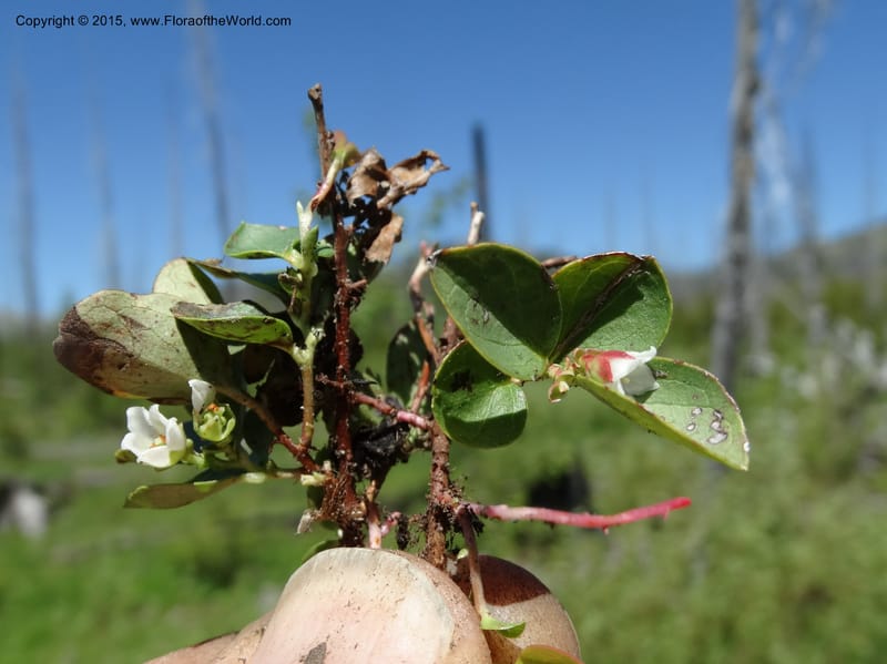 Gaultheria humifusa, Davidson, C 12546--ID. Valley Co. Cloochman Saddle Rd. 1 Jul 2014. DSC09181 (49).JPG