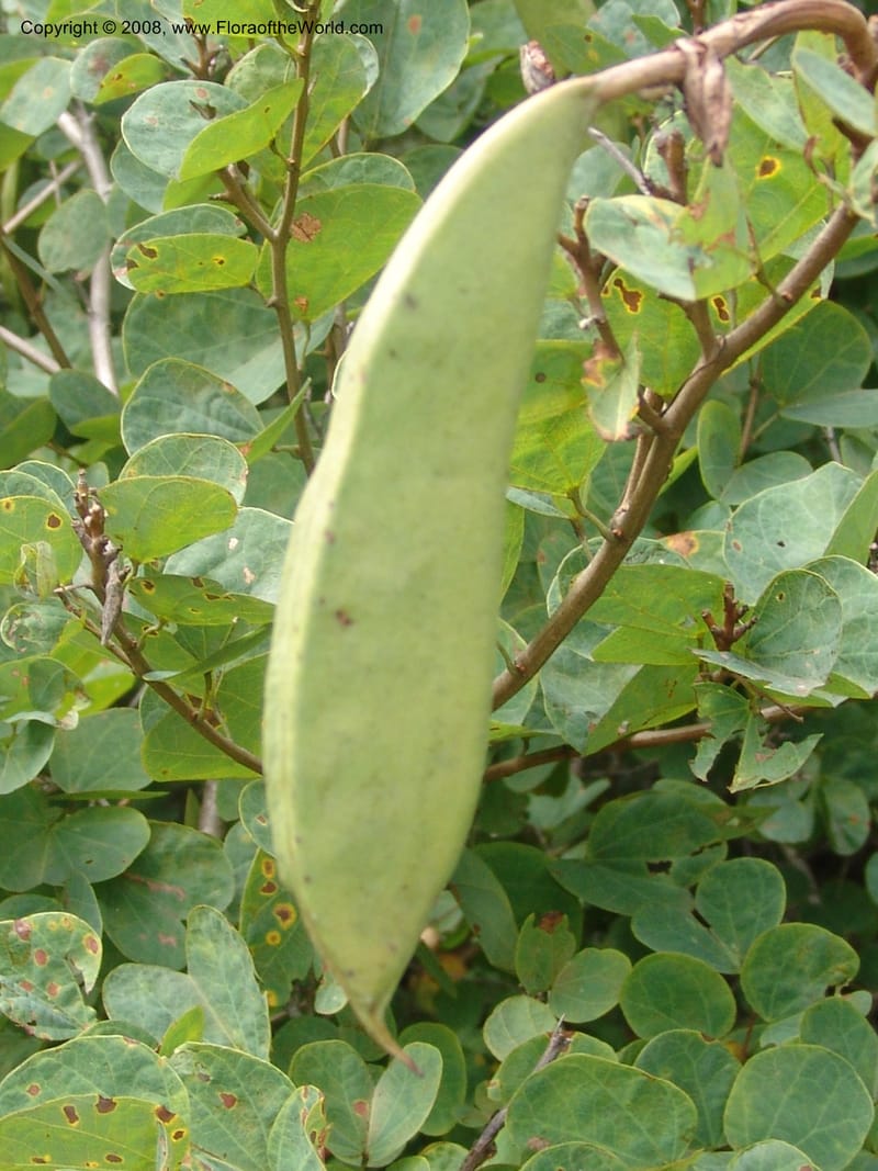 Bauhinia galpinii--So. Africa. Mpumalanga. Karino. Whyte Thorne. 19 Mch 05. 188.jpg