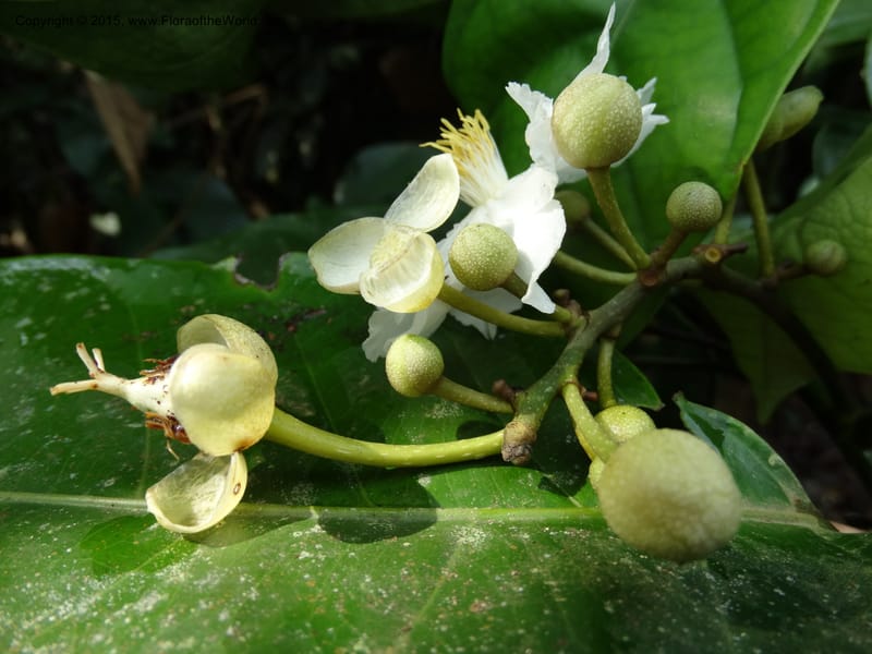 Oncoba, Davidson, C 12336B--Cameroon. Mokoko For. Res. 20 Mar 2014. DSC02622 (24).JPG