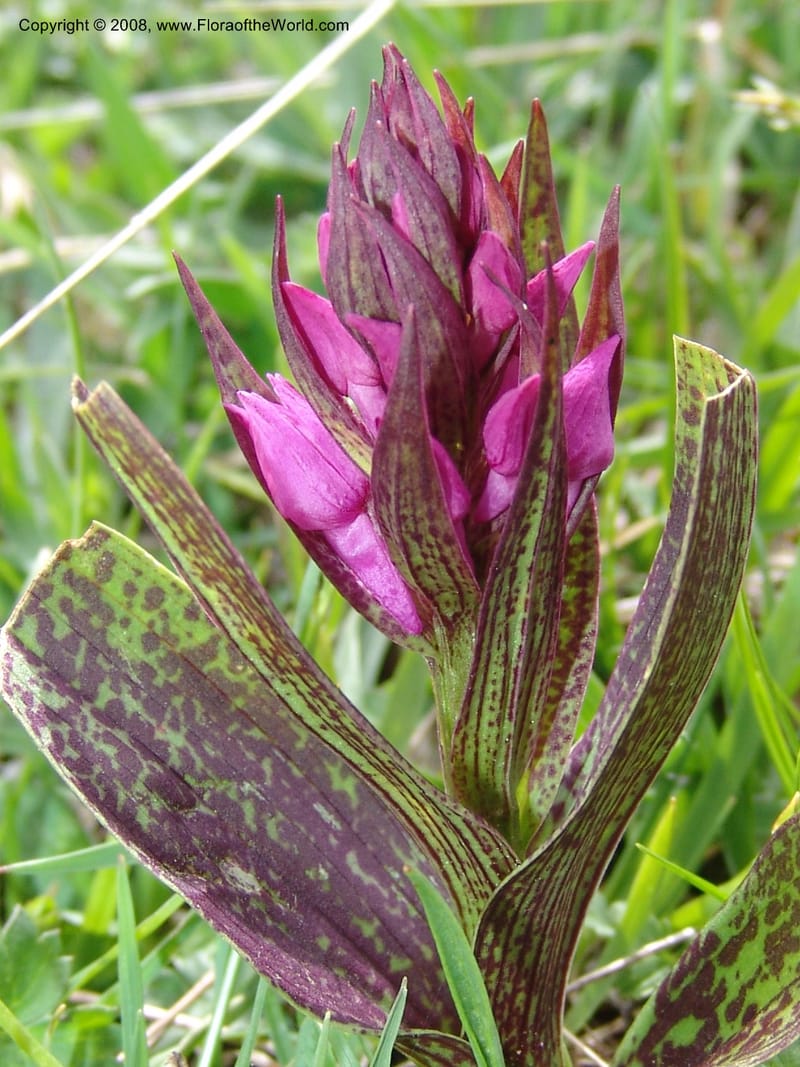 Dactylorhiza urvilleana--Georgia. Kazbeki . Trail-road to Sameba Church. 2 Jun 05. 550.jpg